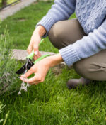 How to Get Rid of Common Lawn Weeds in Australia